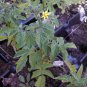 Heirloom tomato plants 2 2" to 4" LIVE PLANTS! FREE SHIPPING!