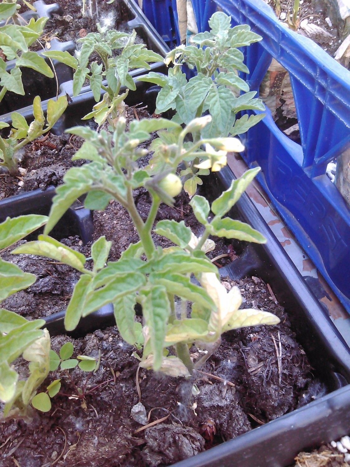 Heirloom tomato plants 2 2" to 4" LIVE PLANTS! FREE SHIPPING!