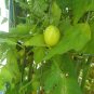 Golden Egg Tomato *HEIRLOOM* SEEDS of LIFE