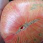 Aunt Lou's Underground Railroad tomato *HEIRLOOM* BEAUTIFUL MULTI COLOR fruit!!
