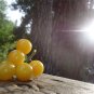 Coyote wild tomato HEIRLOOM  Seeds of Life 20 Seeds