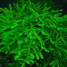 Java Moss 1 Tablespoon SHIPS FREE!!! SEEDS of LIFE