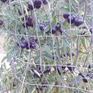 Black Opal tomato 20 seeds *HEIRLOOM* Seeds of Life Black Opal tomato 20 seeds *HEIRLOOM* Seeds of Life