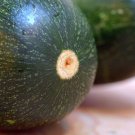 Black Beauty Zucchini 15 seeds *HEIRLOOM* Seeds of Life Black Beauty Zucchini 15 seeds *HEIRLOOM* Seeds of Life