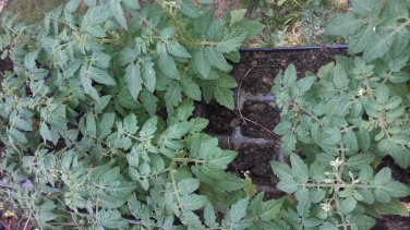 SIX 2" to 4" Tiny Tim dwarf cherry tomato HEIRLOOM  LIVE PLANTS