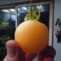 HEIRLOOM TOMATO SEEDS patriotic pack, NON GMO Red, White, and Blue!