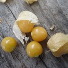 "Ground Cherry" or Strawberry Husk Tomato *HEIRLOOM* SEEDS OF LIFE "Ground Cherry" or Strawberry Husk Tomato *HEIRLOOM* SEEDS OF LIFE