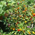Bolivian Rainbow Heirloom hot pepper *Seeds of Life* Bolivian Rainbow Heirloom hot pepper *Seeds of Life*