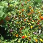 Bolivian Rainbow Heirloom hot pepper *Seeds of Life*