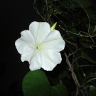 Night Blooming MOONFLOWER (Ipomoea alba noctiflora)