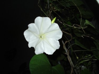 Night Blooming MOONFLOWER (Ipomoea alba noctiflora)