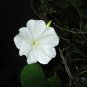 Night Blooming MOONFLOWER (Ipomoea alba noctiflora)