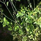 Pequin habenero HOT! pepper *HEIRLOOM 10 seeds Pequin habenero HOT! pepper *HEIRLOOM 10 seeds