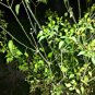 Pequin habenero HOT! pepper *HEIRLOOM 10 seeds