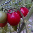 Pearly Pink Cherry Tomato *HEIRLOOM* 20 seeds Pearly Pink Cherry Tomato *HEIRLOOM* 20 seeds