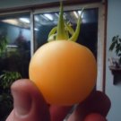 Snow berry Cherry tomato 20 seeds *HEIRLOOM* 20 seeds FREE SHIPPING!! Snow berry Cherry tomato 20 seeds *HEIRLOOM* 20 seeds FREE SHIPPING!!