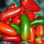 Pepper Tam Jalapeno  20 seeds °HEIRLOOM° Seeds of Life The BEST Jalapeno EVER!