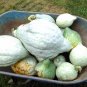 Blue Hubbard Squash seeds HEIRLOOM 20 seeds