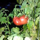 Beefsteak Tomato 20 seeds *HEIRLOOM* Seeds of Life Beefsteak Tomato 20 seeds *HEIRLOOM* Seeds of Life