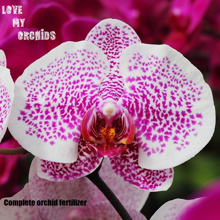 Orchid fertilizer spray 8 oz. 150 units