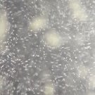 Infusoria LIVE food for newborn fry Infusoria LIVE food for newborn fry