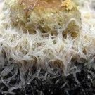 Grindal worm 2 oz starter culture Grindal worm 2 oz starter culture