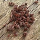 Alder cones 60 pc per pack FREE DOMESTIC SHIPPING! Alder cones 60 pc per pack FREE DOMESTIC SHIPPING!