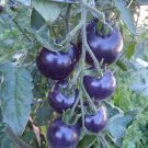 O.S.U. Blue Tomato 10 seeds *HEIRLOOM* SEEDS of LIFE O.S.U. Blue Tomato 10 seeds *HEIRLOOM* SEEDS of LIFE