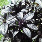 Black Pearl heirloom Hot pepper 10 seeds RARE heirloom BEAUTIFUL BLACK LEAVES!!