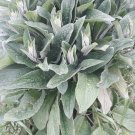 Comfrey root cuttings LIVE 4 3 to 4" live roots bocking 4 Comfrey root cuttings LIVE 4 3 to 4" live roots bocking 4