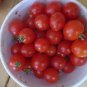 Heirloom Cherry tomato variety pack FREE SHIP + FREE GIFT!