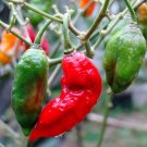 Ghost pepper (bhut Jolokia) HEIRLOOM seeds FREE SHIPPING