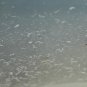 Micro worm 2 oz feeder culture  LIVE FOOD betta, ram Killfish & more! ships free