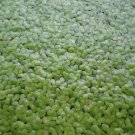 DUCKWEED Organic Koi food! 1/2 cup INDOOR GROWN/SNAIL FREE + FREE GIFT! DUCKWEED Organic Koi food! 1/2 cup INDOOR GROWN/SNAIL FREE + FREE GIFT!