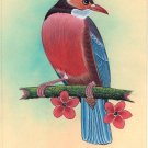 Red Breasted Bird Miniature Painting Handmade Indian Nature Decor Ethnic Art