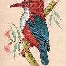 Kingfisher Bird Miniature Painting Hand Painted Indian Nature Ornithology Art