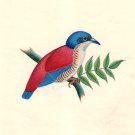 Indian Bird Art Handmade Ornithological Wild Life Miniature Folk Decor Painting