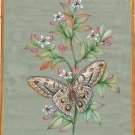 Indian Painting Handmade Butterfly Watercolor Miniature Nature Wild Life Art