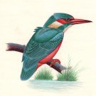 Kingfisher Bird Miniature Painting Handmade Watercolor Paper Ethnic Folk Art