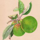 Indian Green Apple Fruit Art Handmade Wild Plant Nature Mogul Miniature Painting
