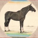 Indian Miniature Equestrian Painting Handmade Marwari Horse Stallion Animal Art
