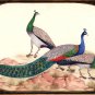 Peafowl Peacock Indian Art Handmade Miniature Nature Bird of Paradise Painting