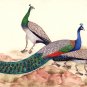 Peafowl Peacock Indian Art Handmade Miniature Nature Bird of Paradise Painting