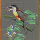 Curl Crested Aracari Painting Handmade Indian Miniature South American Bird Art