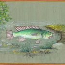 Indian Green Fish Painting Rare Handmade Aquatic Watercolor Miniature Marine Art