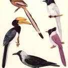 Indian Tropical Birds of Paradise Rare Handmade Miniature Nature Ornithology Art