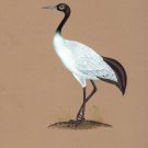 Indian Crane Miniature Painting Rare Handmade Watercolor Bird Nature Decor Art