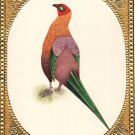 Original Handmade Indian Long Tail Bird Miniature Watercolor Ornithology Artwork