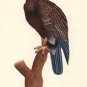 Bird of Prey Hawk Art Handmade Indian Miniature Ornithology Watercolor Painting