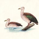 Duck Painting Rare Handmade India Miniature Watercolor Bird Art Unique Gift Item